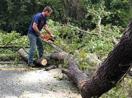 Reliable Imperial, PA Tree Services Solutions