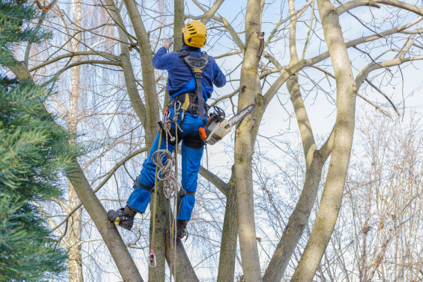 How Our Tree Care Process Works  in  Imperial, PA